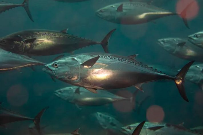 Peixes nas Ilhas Cagarras