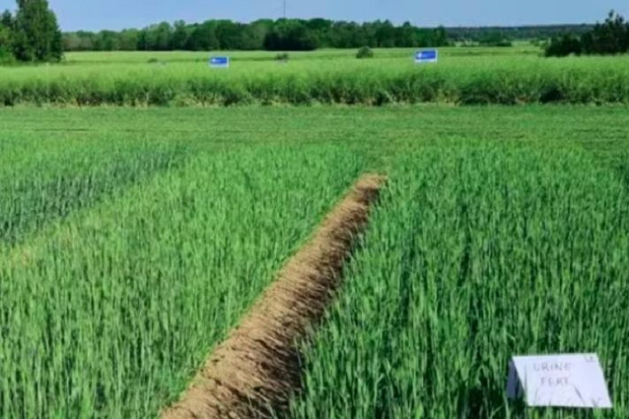 Plantação de cevada em ilha na Suécia