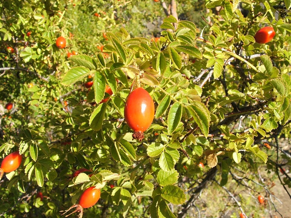 Rosa mosqueta – Suas sementes produzem um óleo rico em ácidos graxos e vitaminas. Muito utilizado em óleos faciais anti-idade e cicatrizantes.-AmonDhan wikimedia commons 