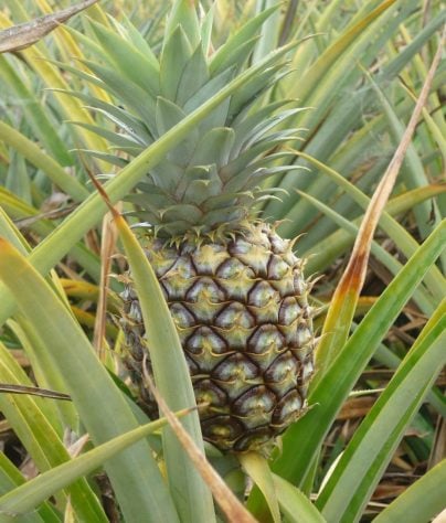 Abacaxi