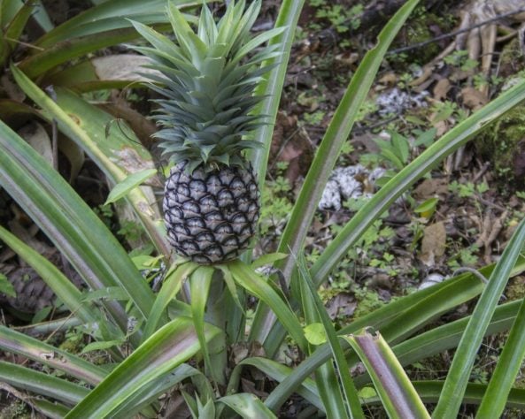 Abacaxi