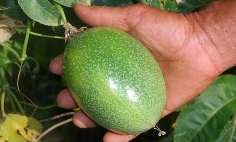 Maracujá