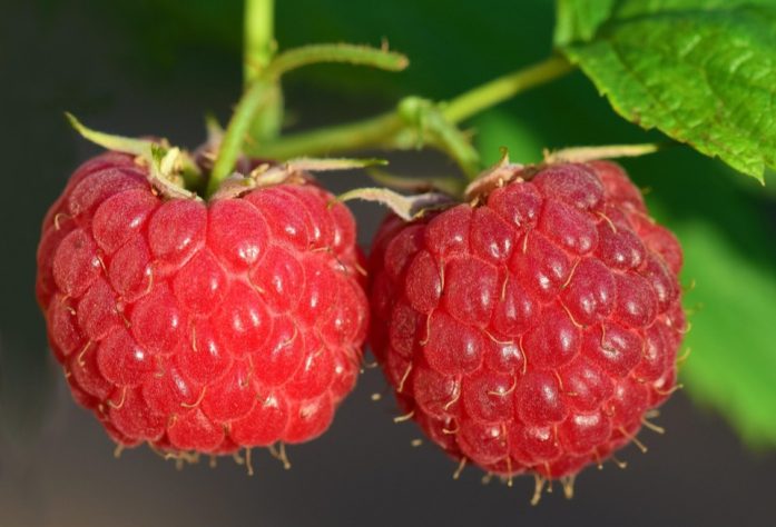 Framboesa