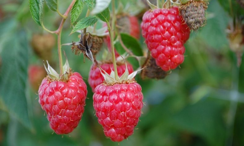 Framboesa