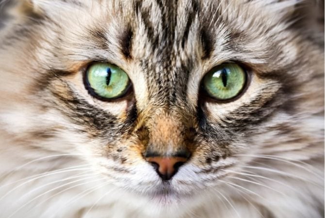Nada escapa do seu olhar: animais que têm visão aguçada