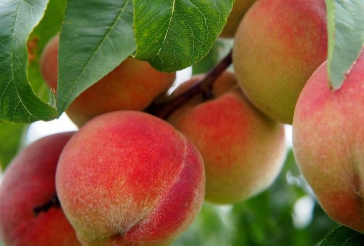 Pela sua própria constituição física, essas frutas e legumes tendem a absorver ou reter de forma mais acentuada os defensivos aplicados durante o cultivo. A nectarina e o pêssego, por exemplo, são conhecidas pela casca fina e maior exposição direta a essas substâncias.