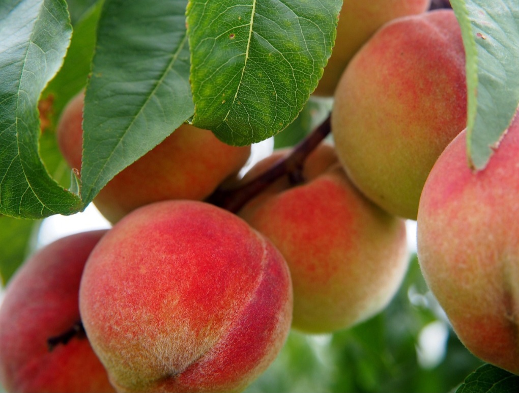 Essa fruta tem uma história longa e fascinante, com raízes que remontam à China há mais de 7.500 anos. Afinal, acredita-se que ela tenha sido cultivada em solo chinês já em 2000 a.C e apareceu em antigos textos deste país datados do século X a.C.-Pixabay