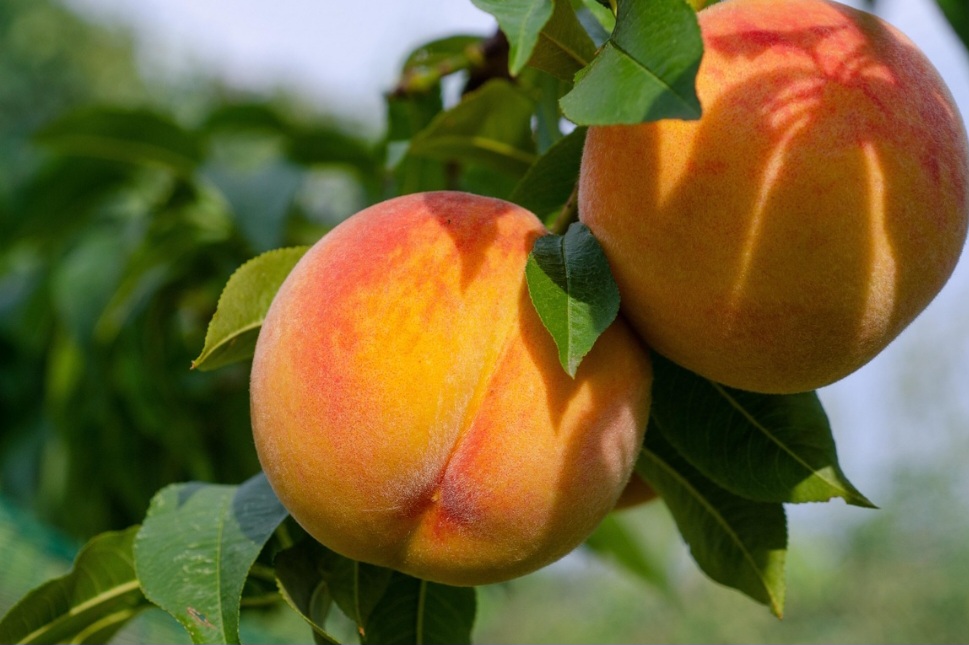 A partir da China, espalhou-se para a Pérsia (Irã), Grécia e Roma, sendo uma fruta popular na antiguidade. Isso porque durante muito tempo, o pêssego era um dos favoritos da nobreza, apreciado pelo sabor suculento e suave. -Pixabay 