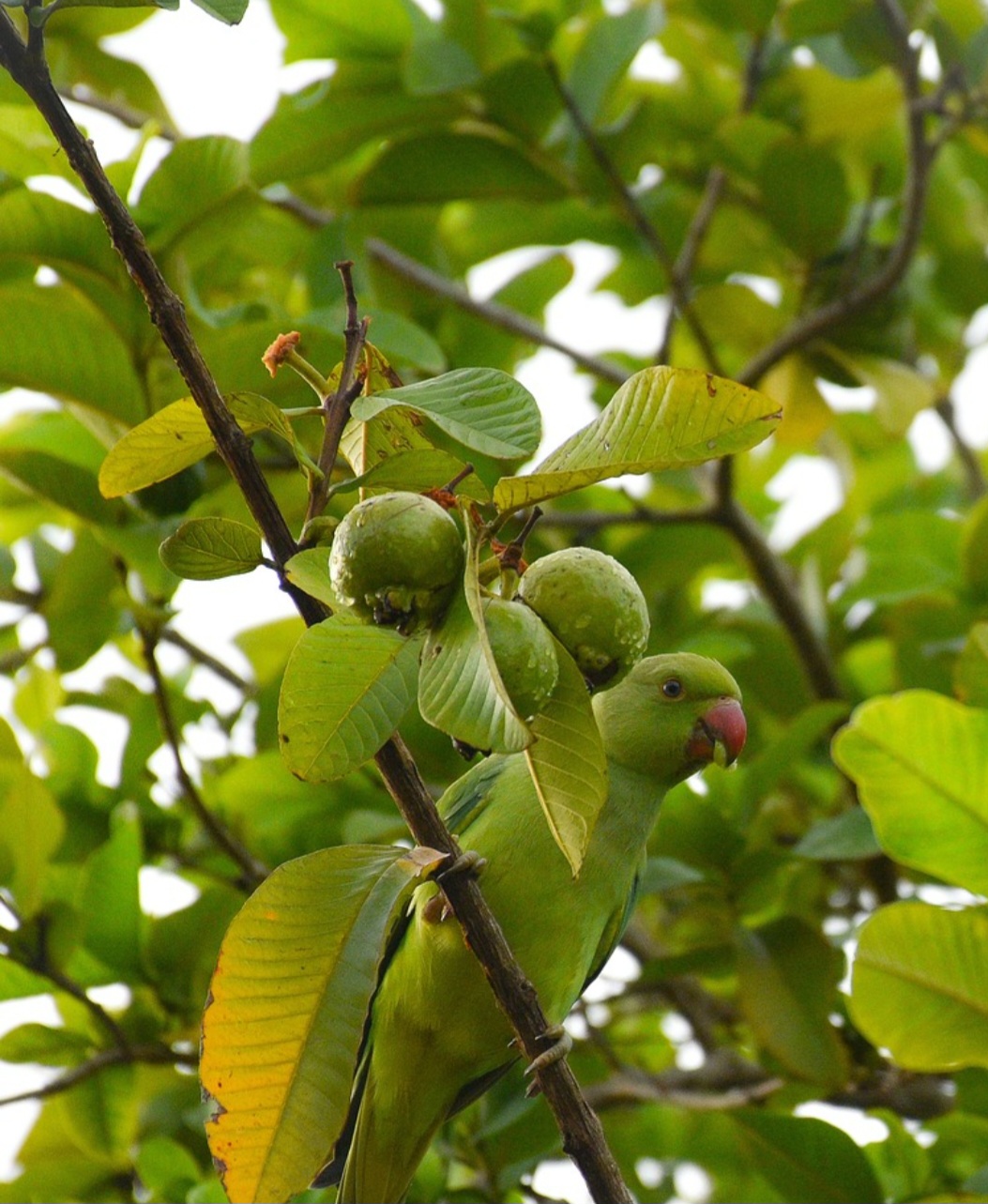 A goiabeira é comum em regiões de clima tropical e subtropical, como no interior de São Paulo e Minas Gerais. É resistente à seca e se adapta bem a solos variados, sendo muito plantada em áreas urbanas e rurais.