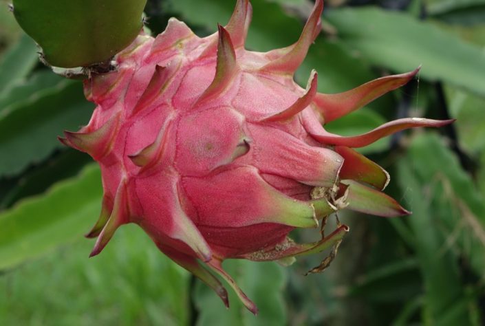 Pitaya