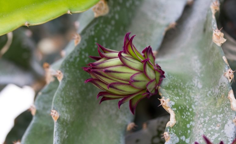 Pitaya
