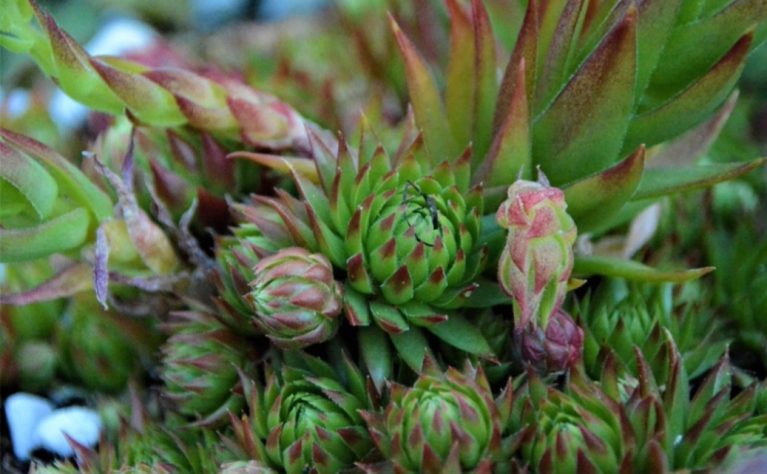 Pitaya