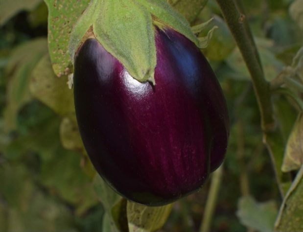 Berinjela
