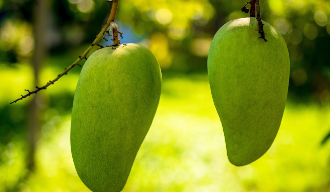 Além disso, os portugueses trouxeram a manga para o Brasil no século XVI, plantando-a inicialmente no Rio de Janeiro e depois a espalhando por todo o país.-Pixabay