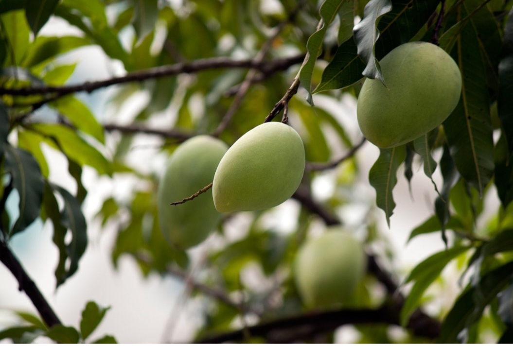 Em algumas culturas, a manga é associada à fertilidade, amor e prazer. Nesse sentido, é uma fruta muito popular no Brasil, com produção relevante e diversos usos na culinária.
-Pixabay