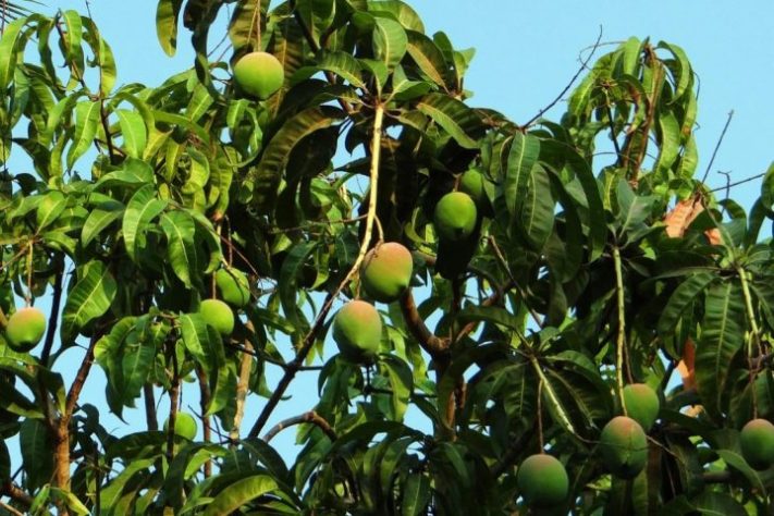 mangas fruta na árvore mangueira - Pixabay