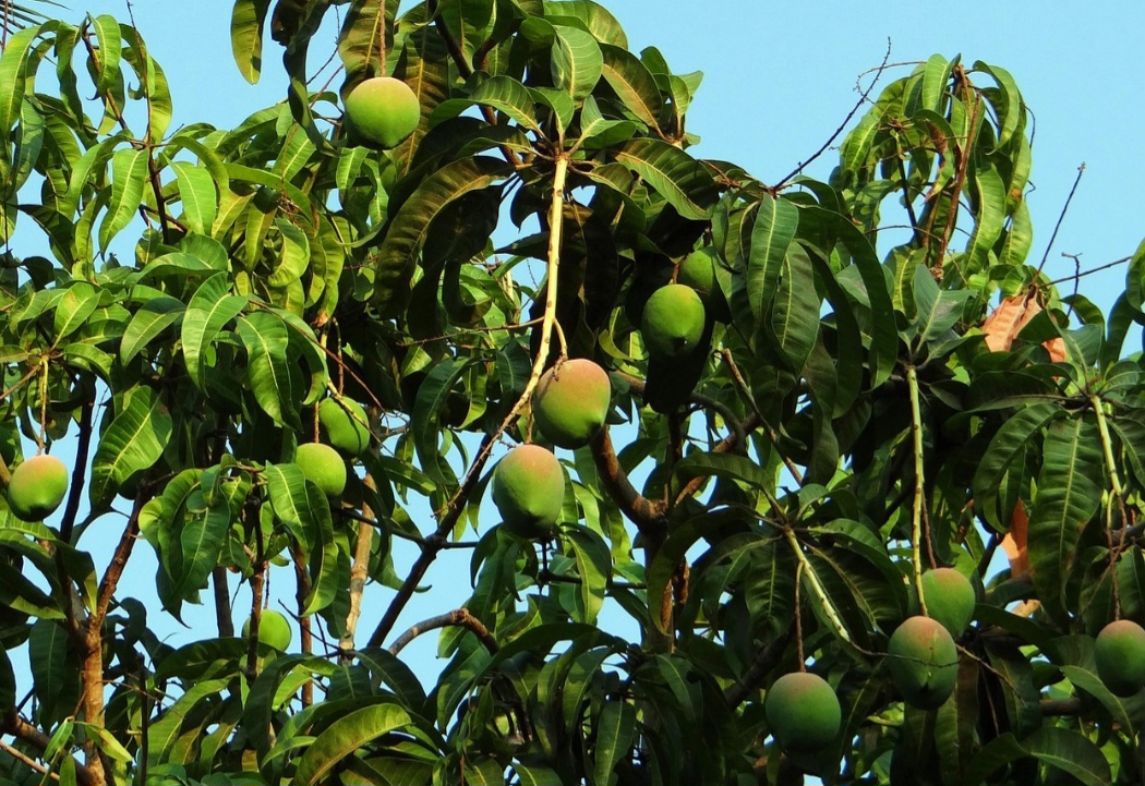 É o fruto da mangueira, árvore frutífera da família Anacardiaceae, nativa do sul e do sudeste asiático desde o leste da Índia até as Filipinas. Em seguida, foi introduzida com sucesso no Brasil, em Angola, em Moçambique, Portugal e Espanha.-Pixabay