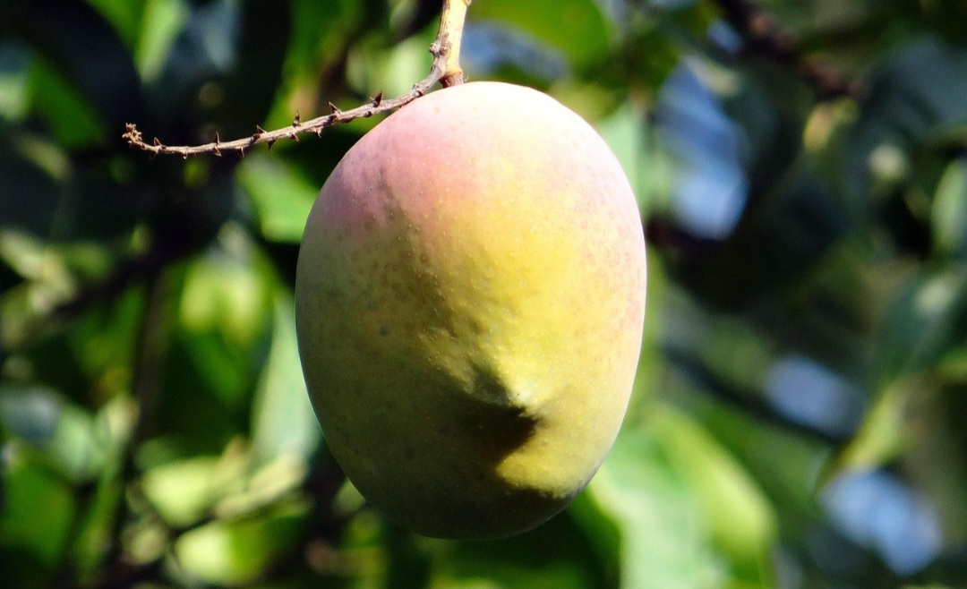 Em algumas regiões, a mangueira e a manga possuem um significado simbólico, representando a fertilidade, a abundância e a natureza. -Pixabay
