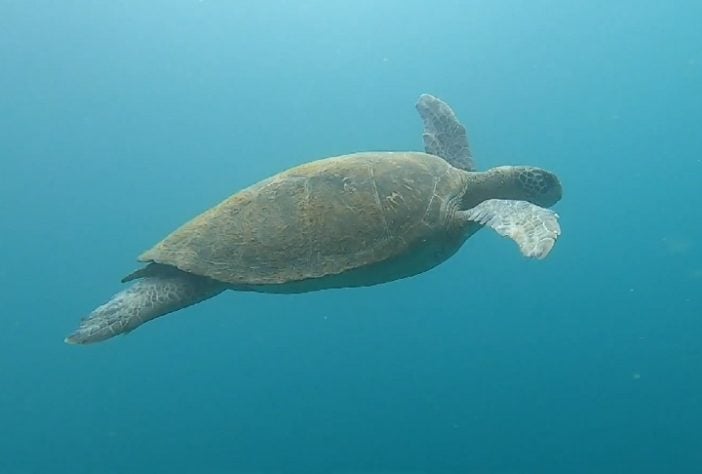 Tartaruga - Arquipélago das Cagarras, RJ