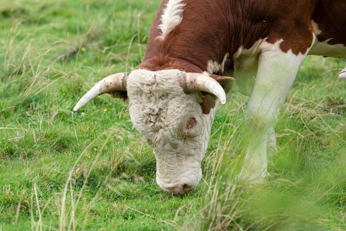 Gado taurino europeu (Bos taurus taurus)
