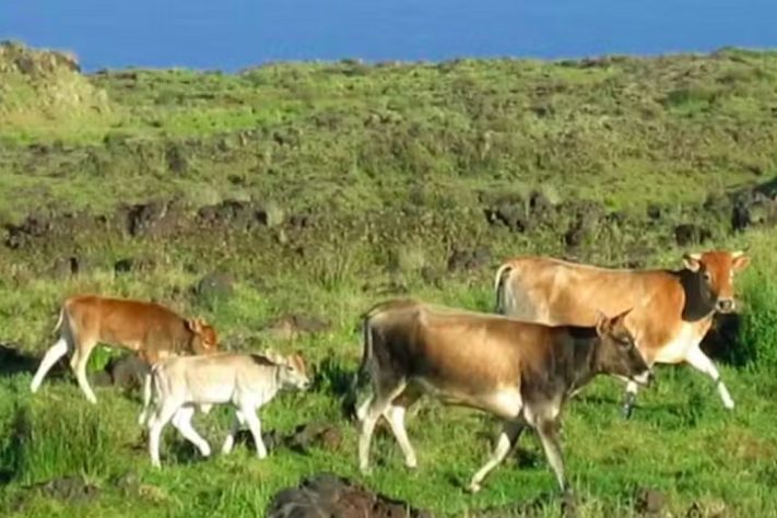 Vacas introduzidas na Ilha Amsterdã