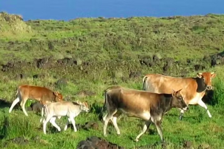 Tudo começou quando cerca de cinco ou seis bovinos foram deixados na ilha em 1871 por um fazendeiro da Ilha da Reunião, que não conseguiu estabelecer uma criação devido às condições adversas.