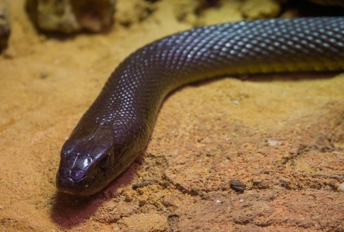 Taipan-do-interior (Oxyuranus microlepidotus)