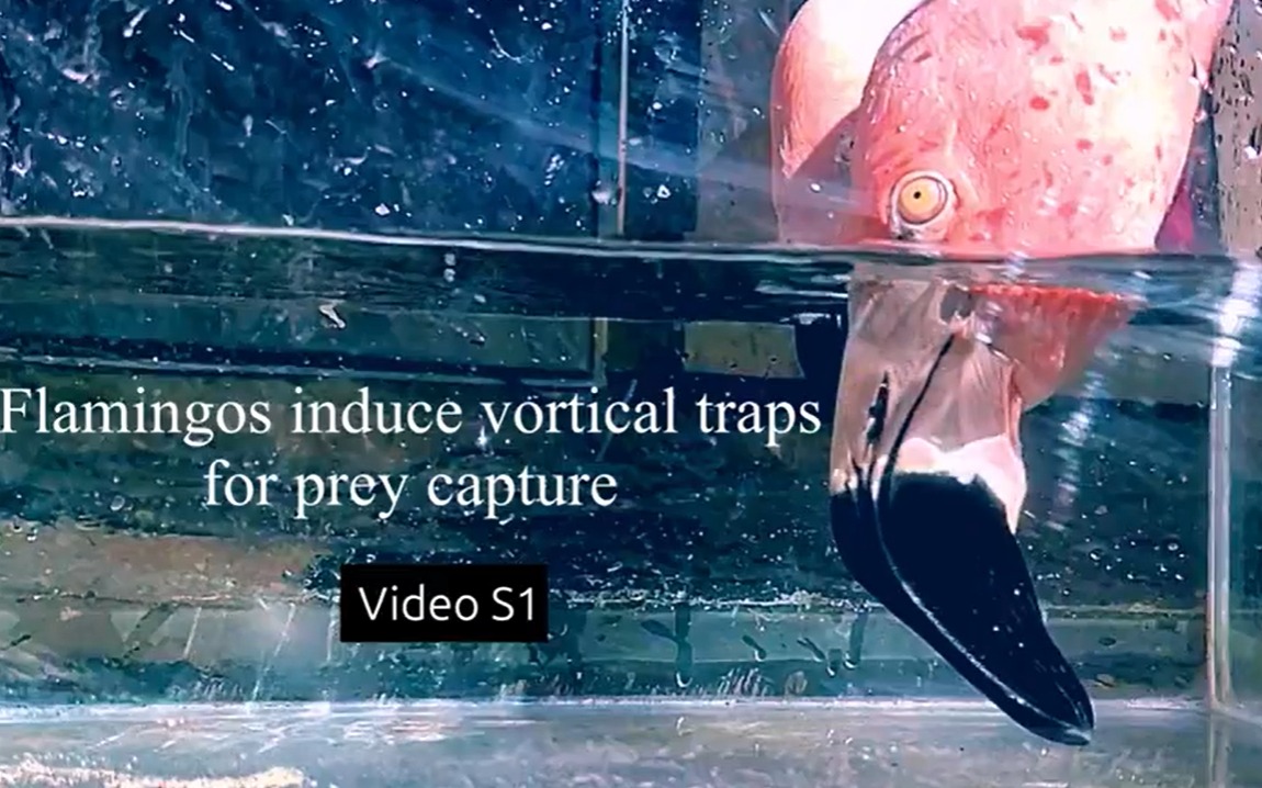 Os flamingos procuram animais que se movem na água para se alimentar, mas a dificuldade é reunir uma boa quantidade deles num só lugar.  Um teste que usou um recipiente transparente revelou que essas aves fazem um redemoinho para concentrar as presas numa área pequena. 
