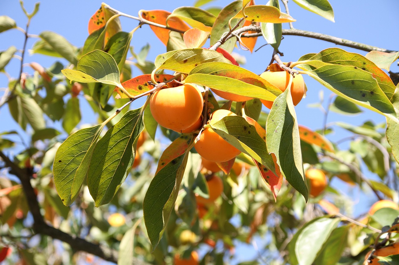 O caqui (Diospyros kaki) Ã© um fruto originÃ¡rio da China e do JapÃ£o. Ele Ã© encontrado em regiÃµes de clima temperado e subtropical, frutificando de fevereiro a abril e mais tardiamente atÃ© junho.