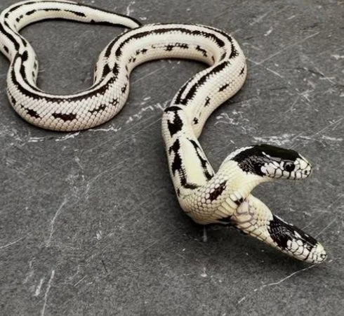 Sobrevivência de cobra com duas cabeças impressiona nos EUA