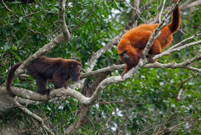 Após 260 anos, macacos bugios-ruivos voltam a ser vistos em florestas catarinenses