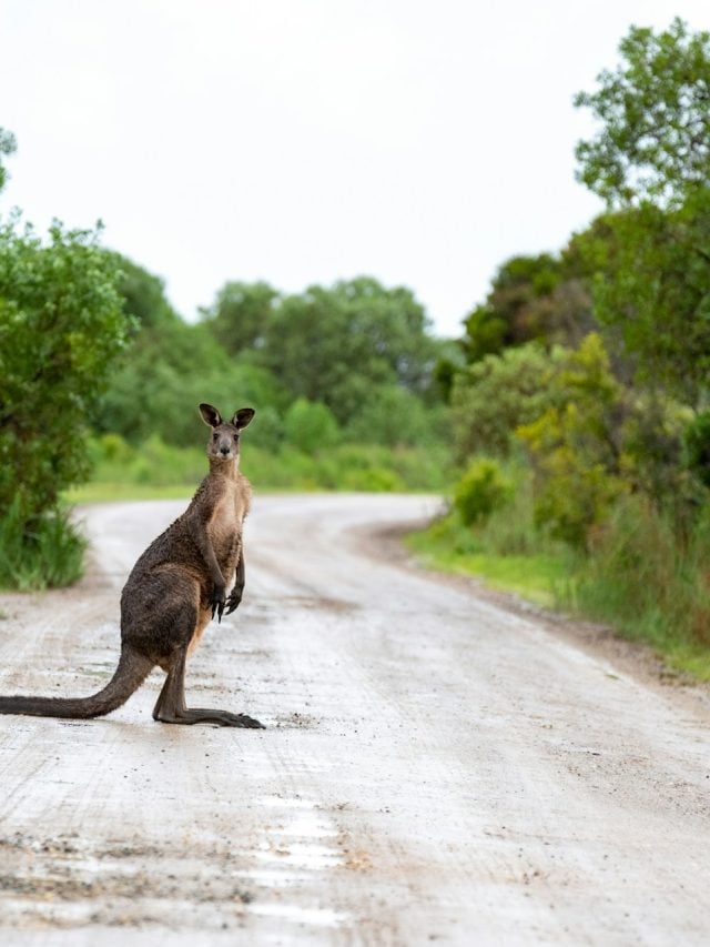 Sumiço de floresta pode ter causado extinção de cangurus-gigantes na Austrália; entenda