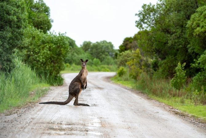 Sumiço de floresta pode ter causado extinção de cangurus-gigantes na Austrália; entenda