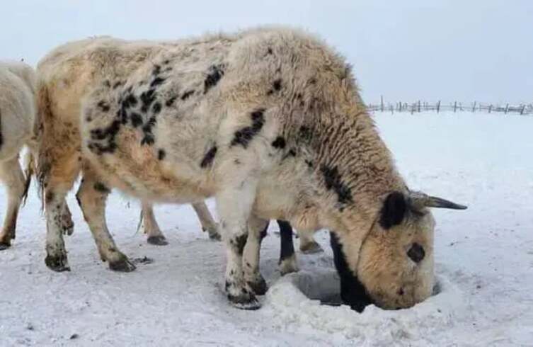 A raça tem menos de 1.000 cabeças registradas e suporta temperaturas que ficam na casa de -50°C no inverno na região da cidade mais gelada do planeta: Oymyakon, na Rússia. -Divulgação