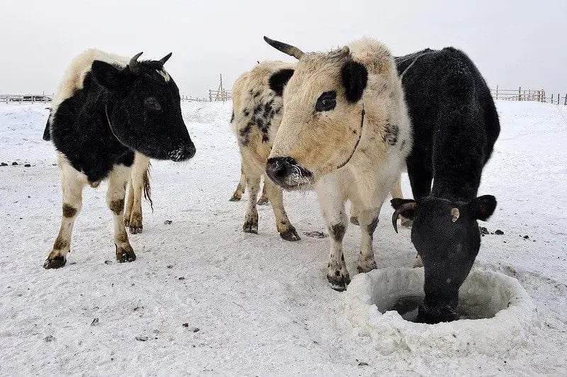 A história do gado yakutiano remonta aos povos indígenas Sakha, na região há cerca de 800 anos. Descendentes de um antigo tipo de gado turco-mongol, esses bovinos foram se adaptando ao gelo e se tornaram uma marca regional.-Divulgação