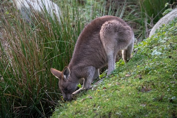 Canguru
