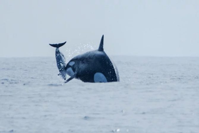 Pra quem não viu: flagrante de orcas caçando golfinho no Chile