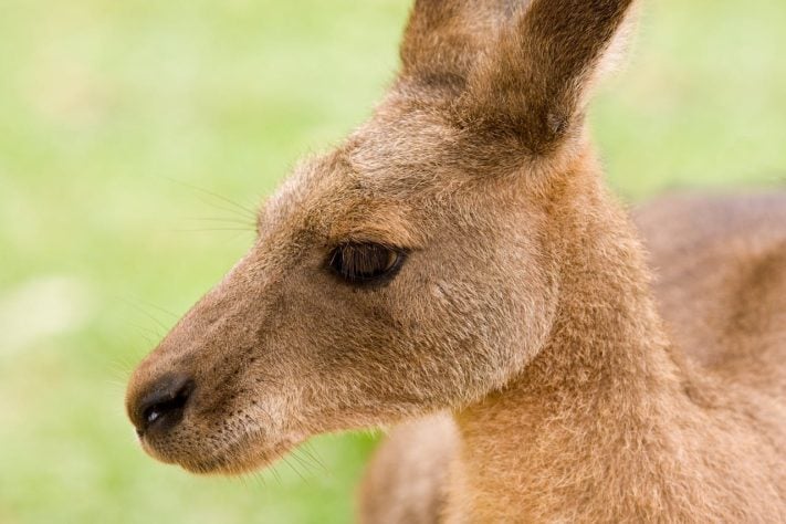 Canguru