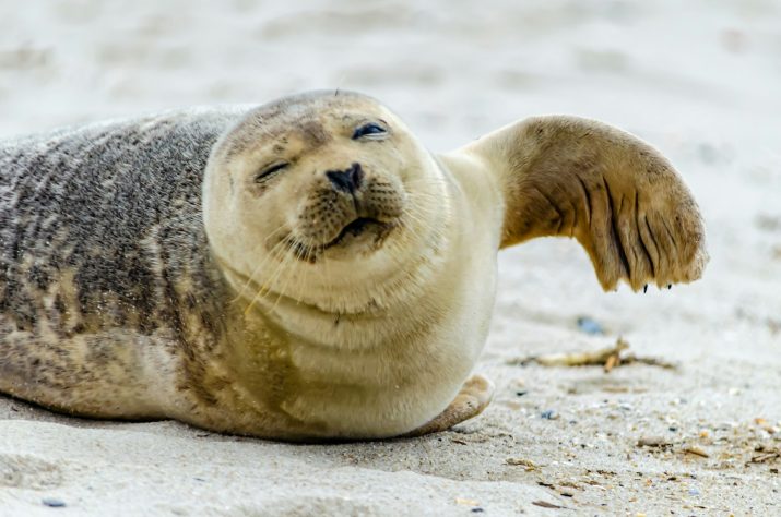 Foca piscando