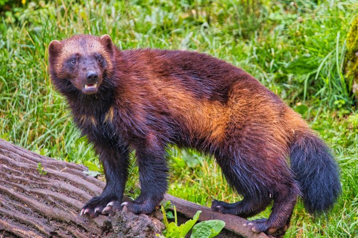 Encontrada em florestas da Europa e Ásia, a marta é um mamífero ágil, de corpo esguio, patas com garras afiadas e caudas longas.