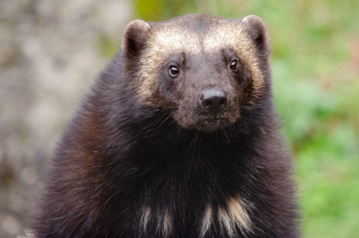 A pelagem espessa desse animal já foi muito valorizada na indústria de peles, o que levou a espécie a ser caçada intensamente no passado.