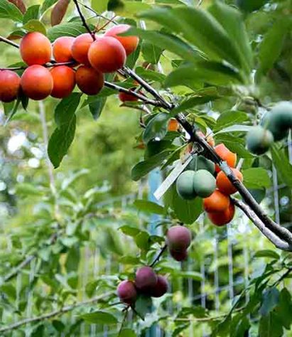 Árvore de 40 Frutas
