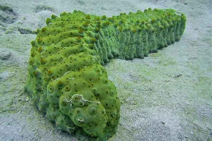 Pepino-do-mar 