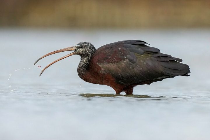 Localizado no estuário do Rio Pearl, o local abriga manguezais, lagos de aquicultura abandonados e planícies de maré, servindo como refúgio para aves migratórias, como o ameaçado ibis-preto.