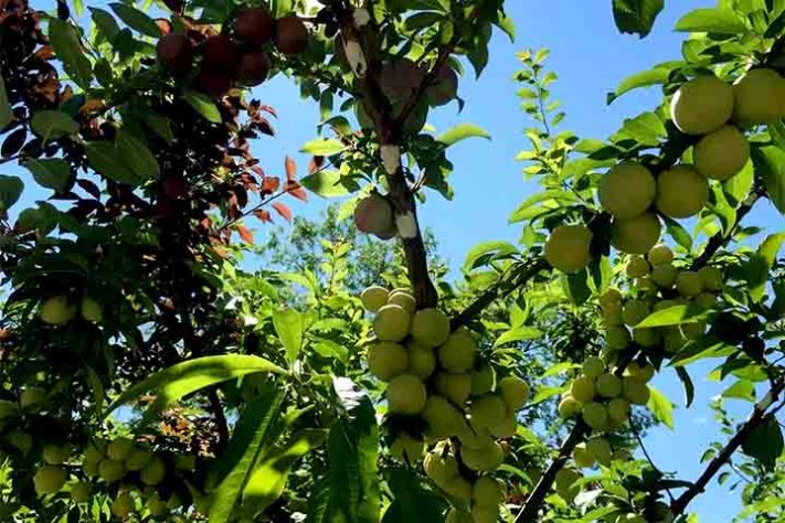 Árvore de 40 Frutas - Divulgação