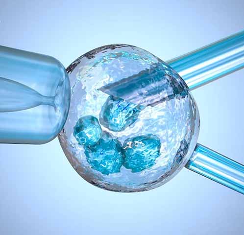 Estudo brasileiro mostra que óvulos imaturos ainda têm potencial de uso - Divulga&ccedil;&atilde;o