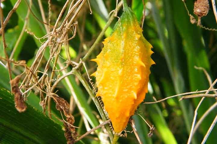 Melão-de-são-caetano (Momordica charantia), fruto originário de África - Flickr ADILSON LOPES GARCIA