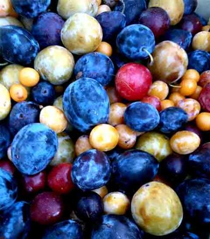 Árvore de 40 Frutas - Divulgação