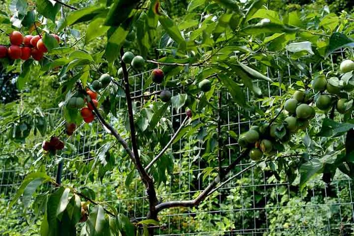 Árvore de 40 Frutas - Ronald Feldman/Wikimédia Commons