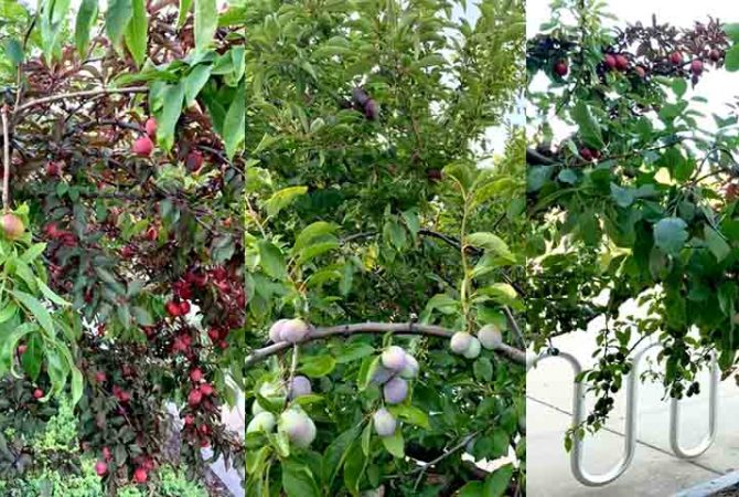 Criada por professor, ‘árvore Frankenstein’ produz 40 frutos diferentes